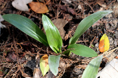 Spiranthes odorata