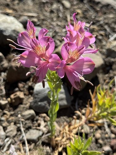 Alstroemeria presliana (Alstroemeria presliana)