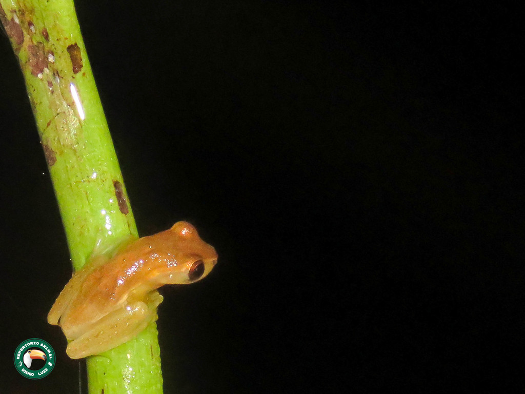 Dwarf Treefrog