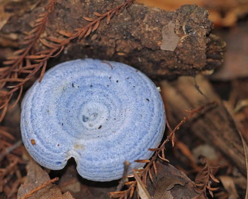 indigo milk cap
