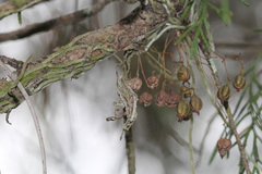 Dendrophylax porrectus