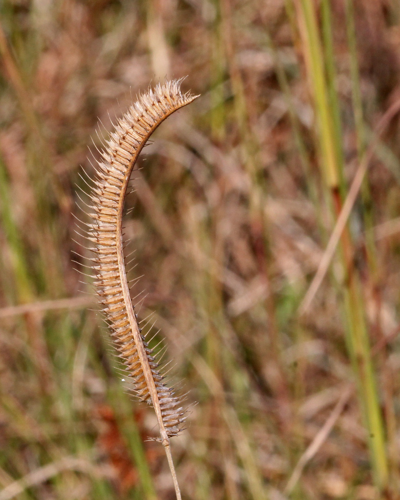 Toothache grass