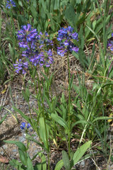 Penstemon attenuatus