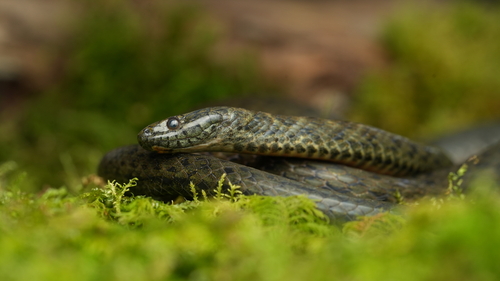 Chin Hills Keelback