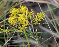 Polygala ramosa