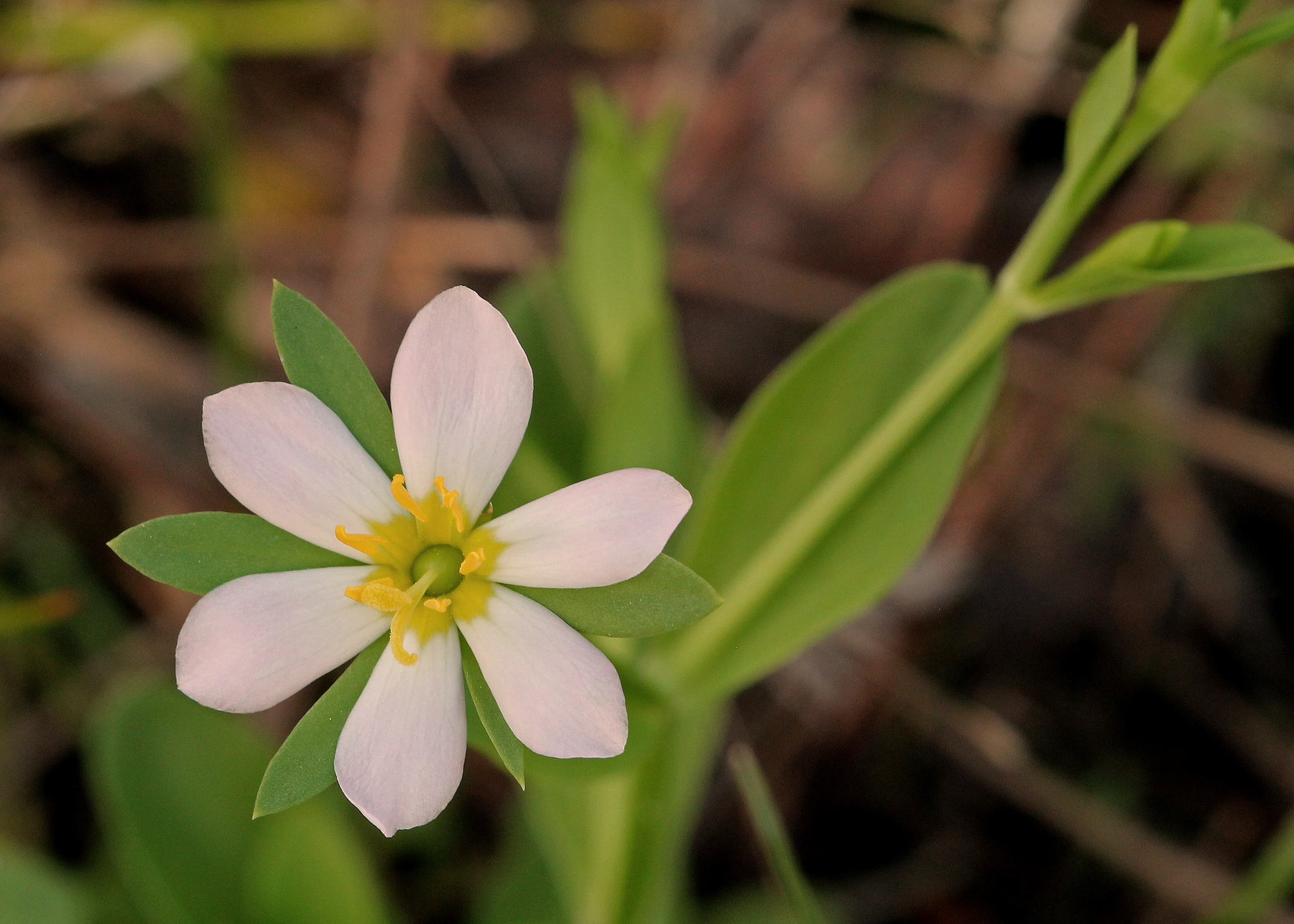 Sabatia calycina