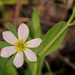 Sabatia calycina - Photo (c) Mary Keim,  זכויות יוצרים חלקיות (CC BY-NC-SA)
