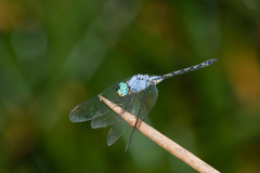 Trithemis stictica