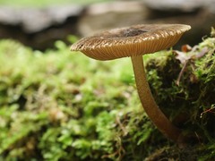 Pluteus umbrosus