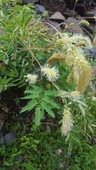 Sanguisorba dodecandra