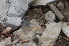 Icaricia lupini texanus