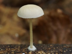 Pluteus semibulbosus