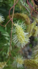 Sanguisorba dodecandra