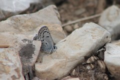 Icaricia lupini texanus