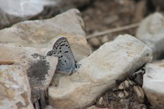 Icaricia lupini texanus