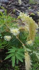 Sanguisorba dodecandra