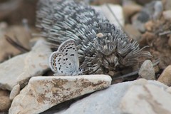 Icaricia lupini texanus