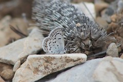 Icaricia lupini texanus