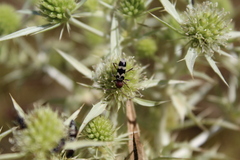 Chlorophorus trifasciatus