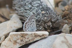 Icaricia lupini texanus