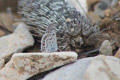 Icaricia lupini texanus