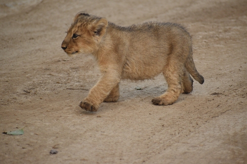 taxonomy_inaturalist image for Felis leo