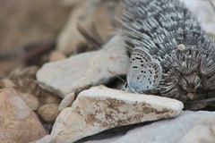 Icaricia lupini texanus