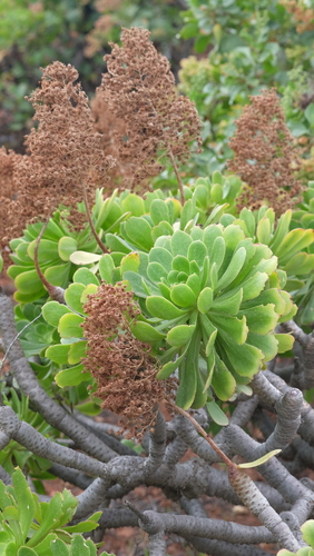 Aeonium percarneum