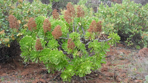 Aeonium percarneum