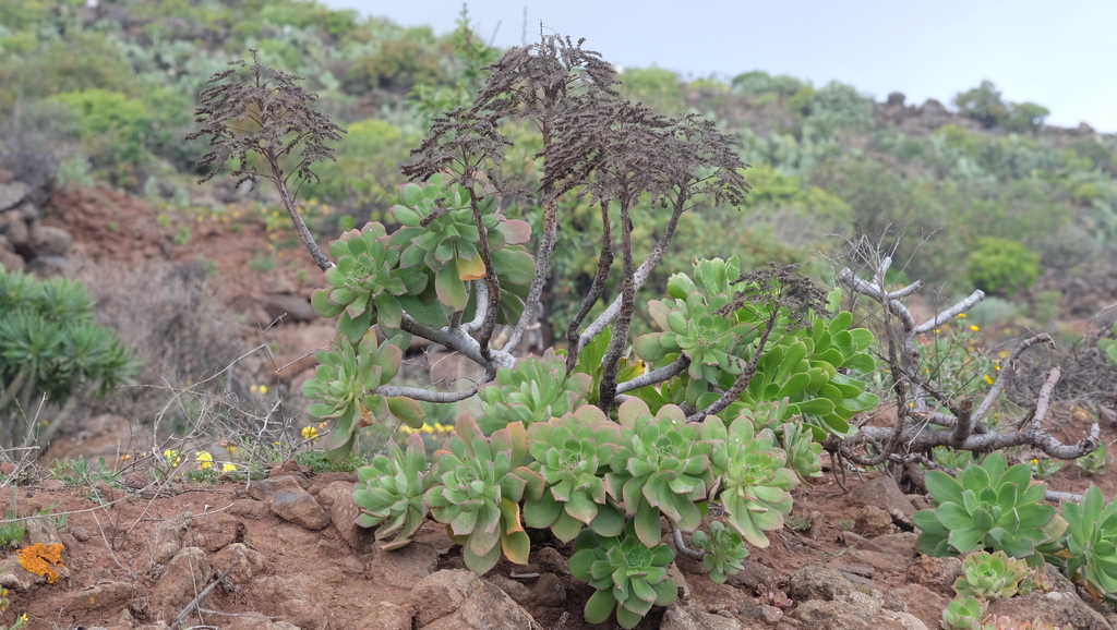 Aeonium percarneum, Las Palmas, Spain