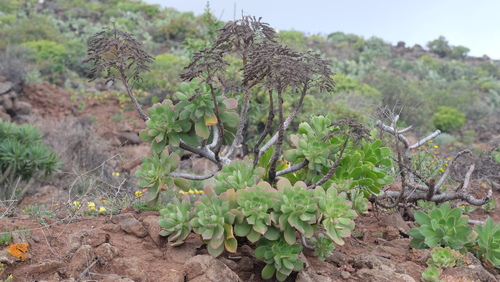Aeonium percarneum