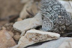 Icaricia lupini texanus