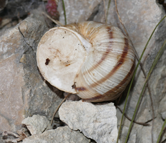 Helix ligata