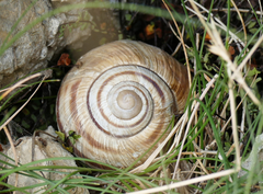 Helix ligata