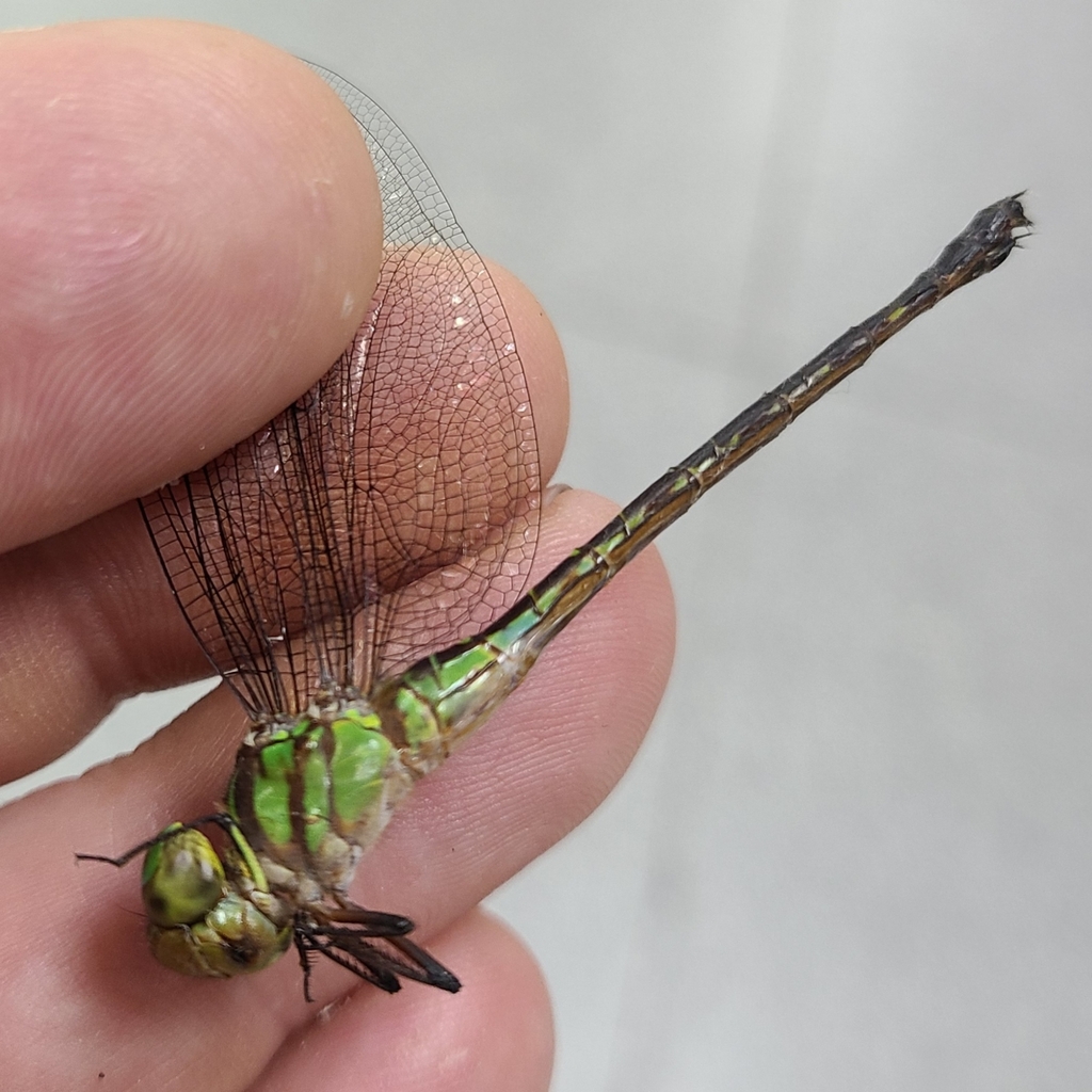Ditzler's Darner