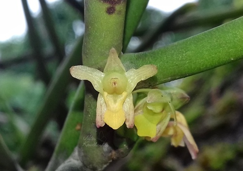 Luisia zeylanica observed 2020-08-13