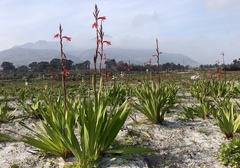 Watsonia borbonica