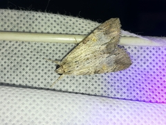 Melipotis acontioides