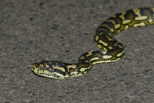 Coastal Carpet Python sighting