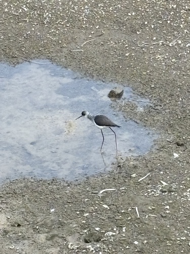 Black-winged Stilt