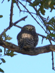 Glaucidium perlatum