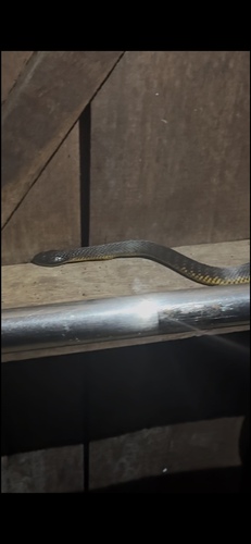 Western Tiger Snake sighting
