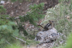 Callospermophilus lateralis certus