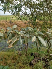 Solanum granulosoleprosum
