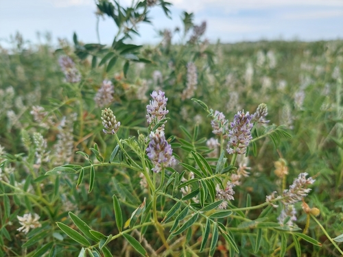 Image of Glycyrrhiza acanthocarpa by (c) Nina Kerr, some rights reserved (CC BY)
