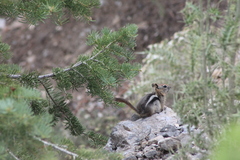 Callospermophilus lateralis certus