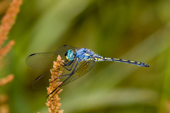 Trithemis stictica