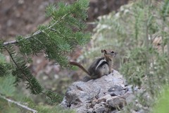 Callospermophilus lateralis certus