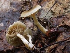 Meottomyces dissimulans