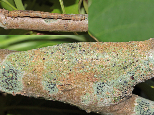 Waved Umber